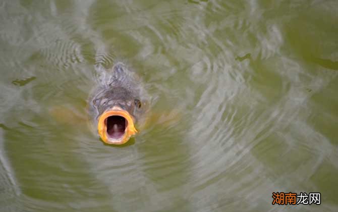鯉魚吐口水之謎，探尋背后的原因與意義，鯉魚吐口水之謎，探尋背后的原因及其意義