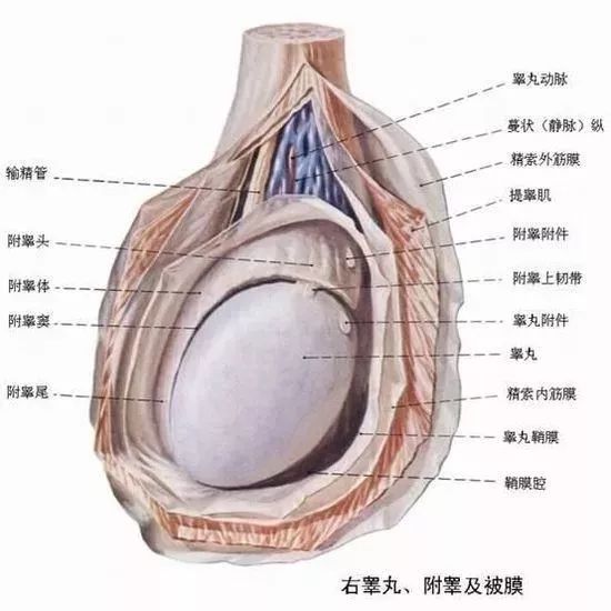 一側(cè)睪丸痛的原因及應對方法，一側(cè)睪丸痛的原因與應對方法解析