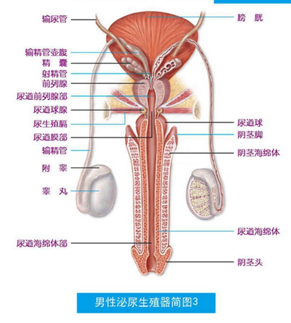 男性泌尿系統，功能與健康的守護，男性泌尿系統功能與健康守護之道