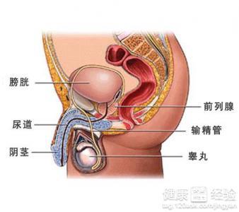 慢性前列腺炎的表現及其影響，慢性前列腺炎的癥狀表現及其影響概述