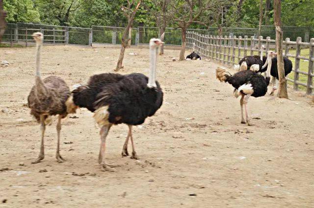 野生動物園優惠政策，60歲以上的老年人是否享受優惠？，野生動物園優惠政策，60歲以上老年人是否享受優惠？