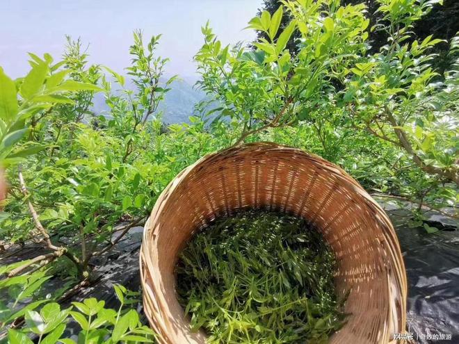 莓茶，神奇的功效與作用，莓茶，神奇功效與獨特作用揭秘