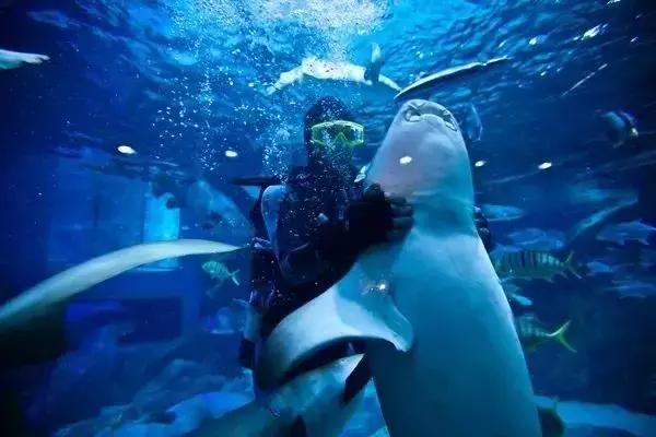 成都海昌極地海洋公園官網(wǎng)，探索神秘海洋世界的門戶，成都海昌極地海洋公園官網(wǎng)，探索神秘海洋世界的門戶之旅