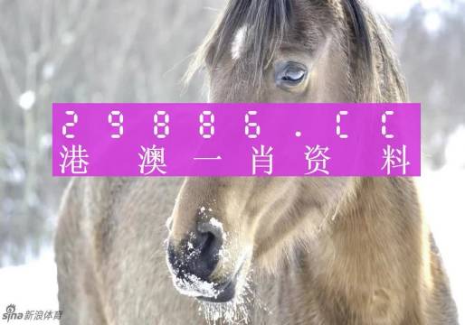 澳門一肖一碼，揭秘背后的秘密與真相，澳門一肖一碼揭秘背后的秘密真相大揭秘